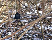 amsel