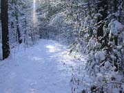 waldweg
